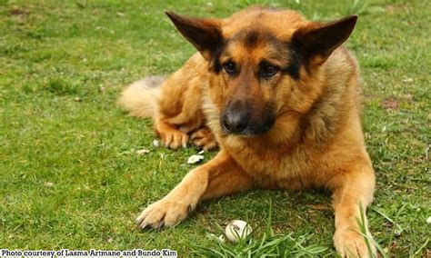 nag pakantot sa aso|5 tips para mapaamo ang pet na aso .
